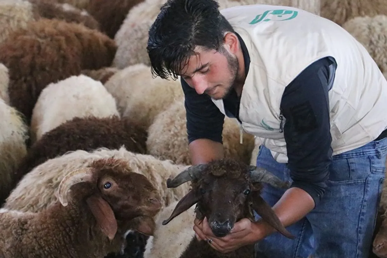حملة الأضاحي 1446هـ – اليمن، سوريا، وأفريقيا